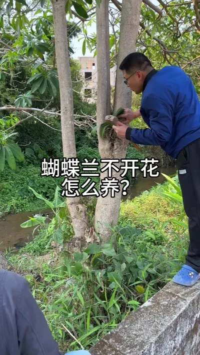蝴蝶兰不开花，种树上有用吗？#花卉绿植 #种植小技巧