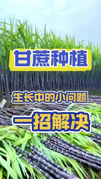 #甘蔗种植 #甘蔗施肥方法 #种甘蔗