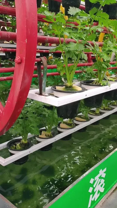 #三农#农业种植 #无土栽培 滚筒式无土栽培蔬菜
