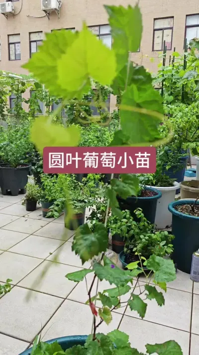 葡萄的种植方法，圆叶葡萄苗，新手怎么种葡萄#圆叶葡萄 #圆叶葡萄红宝石 #圆叶葡萄苗 #盆栽葡萄 #葡萄种植技术