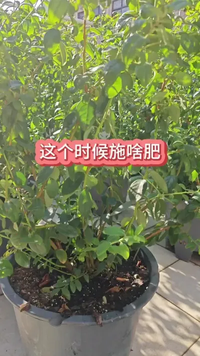 蓝莓的养护过程，蓝莓怎么种植，蓝莓怎么施肥浇水，怎么促进蓝莓的花芽分化 #蓝莓苗 #种蓝莓 #蓝莓养护 #蓝莓种植 #盆栽蓝莓