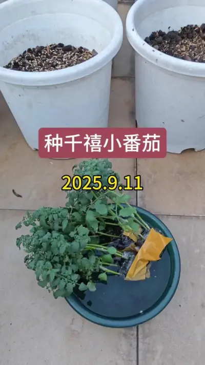 楼顶种小番茄，小番茄的种植方法，种盆栽小番茄#小番茄苗 #千禧小番茄 #盆栽小番茄 #番茄苗 #小番茄