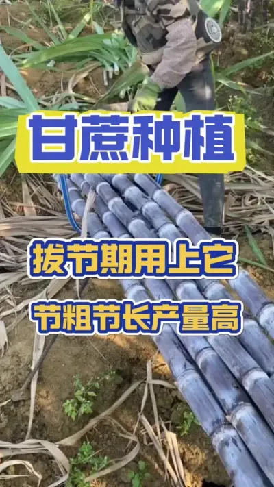种甘蔗要相信科学，拔节期用上它节长节粗，糖分足，抗倒伏#甘蔗施肥方法 #种植小技巧 #甘蔗 #甘蔗种植