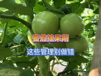 番茄挂果期不要忽视了这些管理细节，做错了前面的努力都是白费 #三农 #种植小技巧 #田园生活 #纯天然绿色蔬菜 #种番茄 
