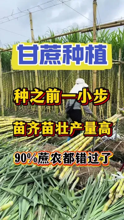 甘蔗千万不要因为选错了底肥，而影响甘蔗一整年的好收成！#甘蔗种植#甘蔗施肥#甘蔗