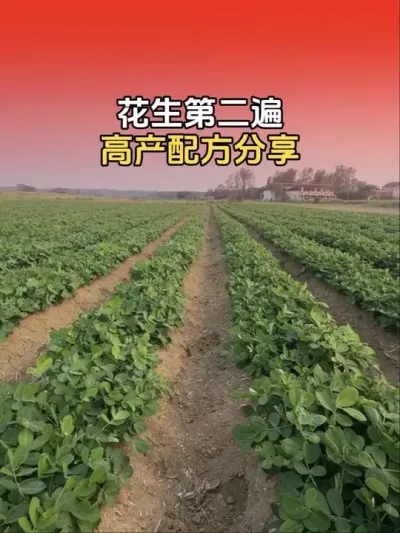 花生第二遍套餐，高产配方分享。#花生种植#花生高产种植 #花生种植管理技术 #分享农业知识帮农民增产增收 #传播农业小知识