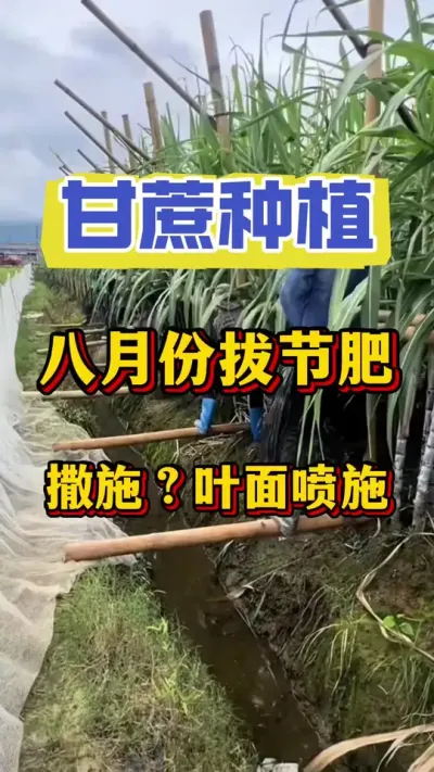 甘蔗立秋肥到底撒施肥好还是喷施叶面肥更好，90%的老乡都做错了#甘蔗种植#甘蔗拔节 #甘蔗拉长增粗