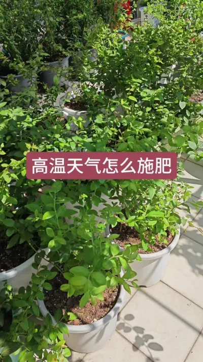 高温天气蓝莓怎么施肥浇水，蓝莓苗的养护方法，蓝莓的种植过程 #蓝莓种植 #盆栽蓝莓 #蓝莓施肥 #蓝莓苗 #种蓝莓