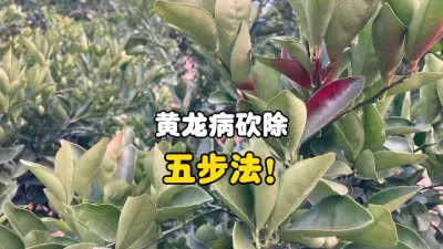 柑橘黄龙病砍除五步法是指对树桩的处理 #柑橘种植 #黄龙病 #三农种植 #农业技术 #果树管理 