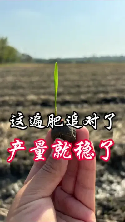 下雨了，是追尿素还是复合肥？#分享农业知识帮农民增产增收