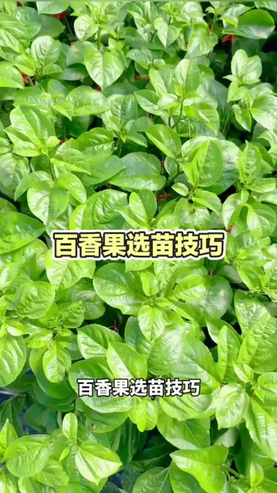 百香果选苗技巧#黄金百香果 #百香果苗 #黄金百香果种植技术 #百香果种植技术 #浩伟方