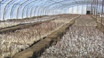 葡萄营养袋苗建园的优点！