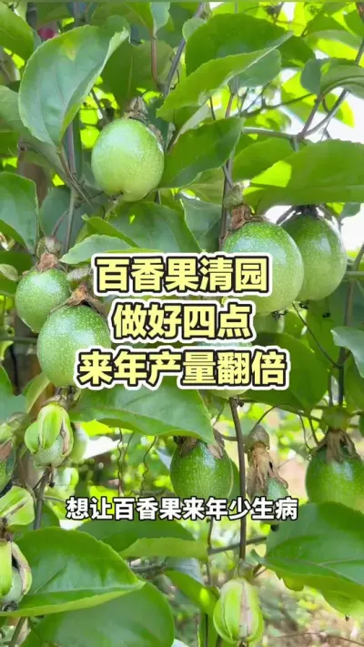 百香果清园做好四点 产量翻倍#百香果种植 #黄金百香果种植基地 #百香果种植技术 #黄金百香果 #浩伟方