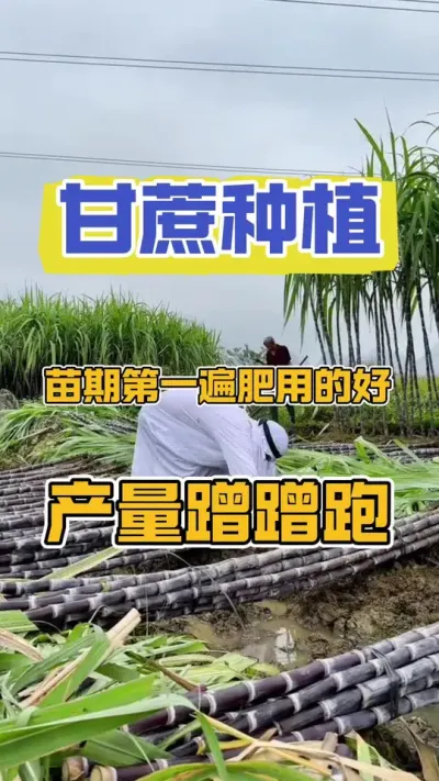 甘蔗苗期第一遍肥用的好，产量蹭蹭跑#甘蔗种植 #甘蔗施肥方法 #种甘蔗的正确方法