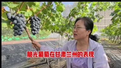国家葡萄产业技术体系兰州试验站站长郝燕研究员介绍脆光葡萄栽培技术要点。#强烈推荐 #优质农产品 #抖音新农人 #原创作品 #葡萄种植与管理