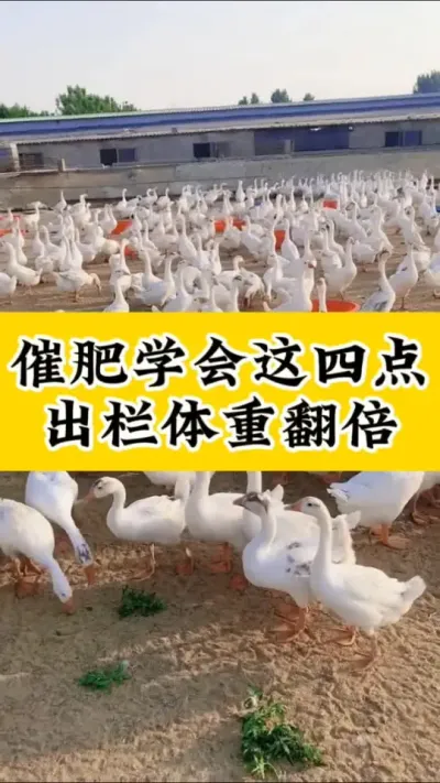 #养鹅技术分享 #养鹅人 #养鹅#科学养鹅