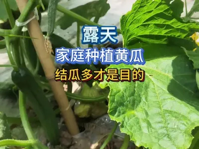 家庭露天种植的黄瓜要的是结瓜多，多余的管理只会是费劲没产量 #三农 #新农人计划2025 #蔬菜种植 #种植小技巧 #黄瓜种植 