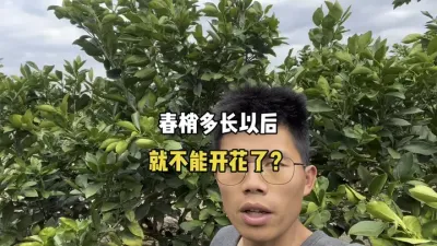 柑橘春梢长到多长以后就不能开花啦? #柑橘种植 #三农 #农业 #果树管理 