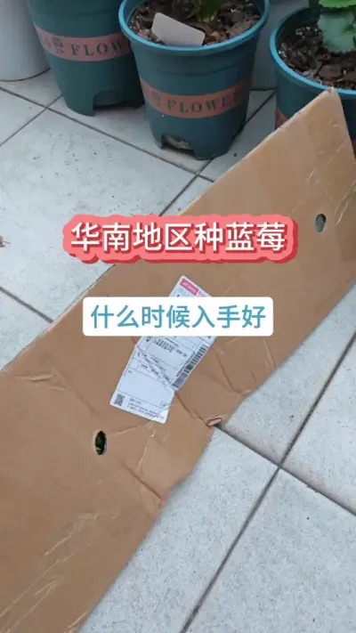 什么时候种蓝莓好，广东广西地区现在能种蓝莓吗，蓝莓的种植过程#蓝莓苗 #蓝莓种植 #蓝莓 #盆栽蓝莓 #蓝莓种植技术