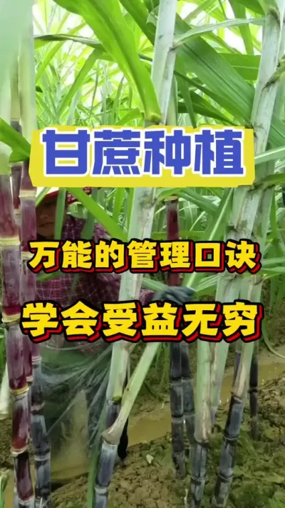 甘蔗管理口诀，学会之后受益无穷#甘蔗种植 #甘蔗施肥方法 #甘蔗