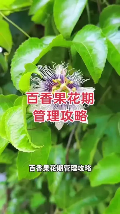 百香果花期管理攻略，做好这几步，高产不是梦！#百香果种植 #百香果种植技术 #百香果管理 #黄金百香果种植技术 #百香果促花保果