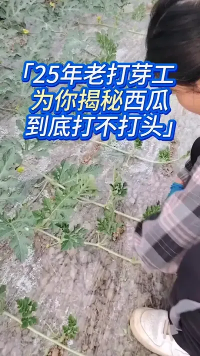 25年老打芽工揭秘，西瓜到底打不打头！ #西瓜种植 #西瓜种植技术 #西瓜高产 #西瓜管理 #西瓜管理技术