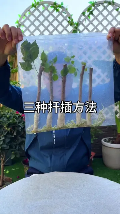 扦插合集 #种植小技巧 #养花小知识