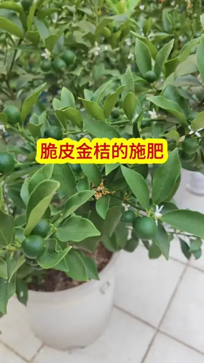 楼顶种果树，果树的保护过程，二代脆皮金桔#果树盆栽 #阳台种植 #种植小技巧 #金桔种植 #脆皮金桔