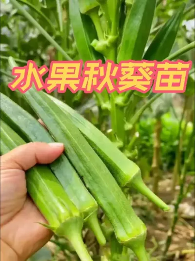 水果秋葵苗 可以生吃越摘越旺盛的秋葵苗子来了#秋葵苗 #水果秋葵 #秋葵种植 #为家乡代言