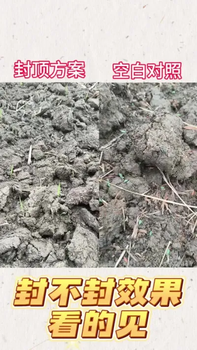 旱直播封闭做好，除草真能省事不少#农业 #分享种植农业小知识