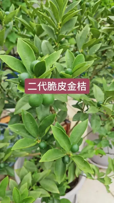 新手怎么种脆皮金桔，脆皮金桔的种植方法，脆皮金桔的养护方法#果树盆栽 #金桔种植 #金桔树苗 #金桔苗 #盆栽果树