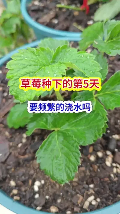 种草莓怎么养护，草莓的养护过程，草莓种下怎么缓苗，草莓的种植方法#草莓苗 #草莓种植 #盆栽草莓 #草莓种植技术 #草莓穴盘苗