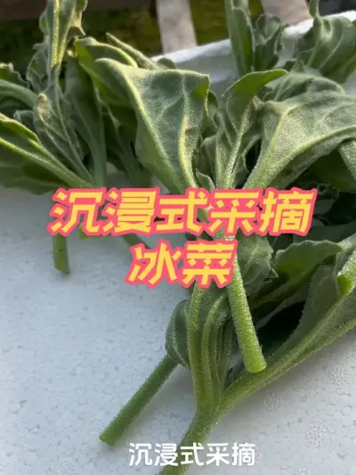 采摘冰菜 花盆种植的冰菜开始采摘头一茬啦#关注我一起学种菜 #冰菜 #记录我的种植生活 #沉浸式采摘