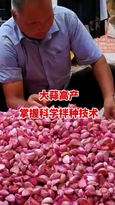 大蒜高产掌握科学拌种技术#大蒜种植 #大蒜拌种 #大蒜种植技术 #大蒜高产