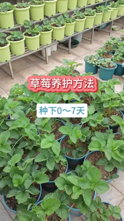 草莓的种植过程，草莓的种植方法，新手怎么种草莓，草莓的养护方法#种草莓 #草莓苗 #盆栽草莓 #草莓种植 #草莓