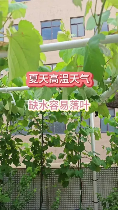 葡萄的种植方法，葡萄的养护过程，新手种葡萄怎么管理#家庭种植 #葡萄种植#葡萄养护 #葡萄的种植方法 #盆栽葡萄