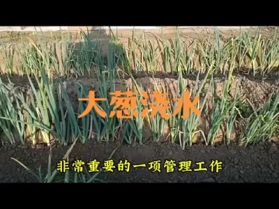 大葱移栽后到夏季高温前如何浇水#大葱