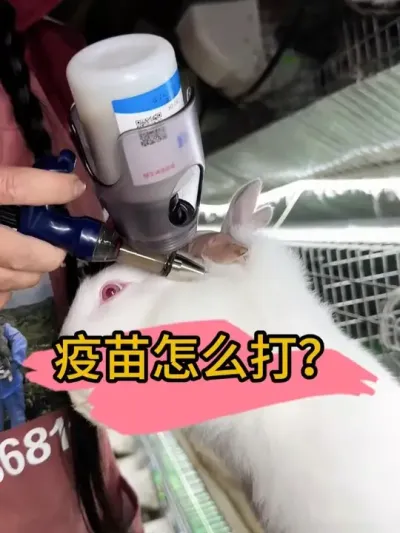 现在兔瘟好严重，打了安心#肉兔养殖 #自繁自养 #养兔人 #农村创业养殖 #养殖人