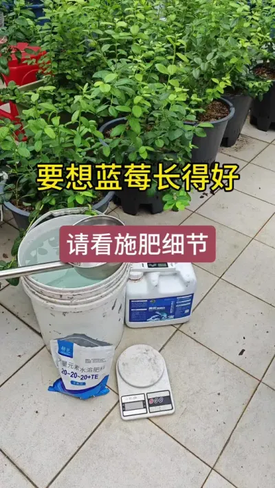 蓝莓的施肥过程，盆栽蓝莓怎么施肥，新手怎么种好蓝莓#蓝莓种植技术 #蓝莓种植方法和注意事项 #蓝莓种植 #蓝莓苗 #盆栽蓝莓