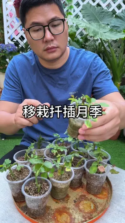 移栽月季扦插苗 #花卉绿植
