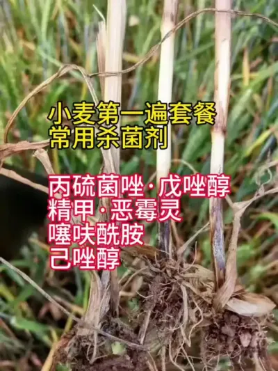 小麦 小麦常用的防治纹枯病，根腐病等土传病害的杀菌剂#小麦 #传播农业小知识 #小麦种植 #小麦高产技术 #小麦增产增收