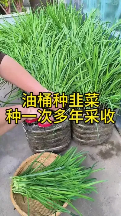 #三农种植 #阳台种菜 #韭菜油桶种韭菜，种一次多年采收