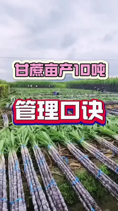 甘蔗亩产十吨以上的口诀，学会目标翻倍#甘蔗种植 #甘蔗施肥方法 #抖音助农
