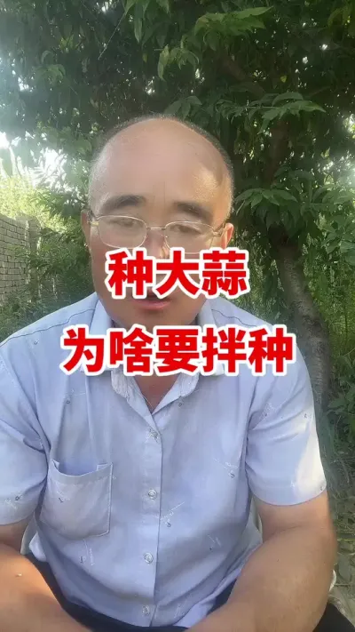 种大蒜为啥要拌种#大蒜种植 #大蒜种植技术 #大蒜高产 #大蒜拌种