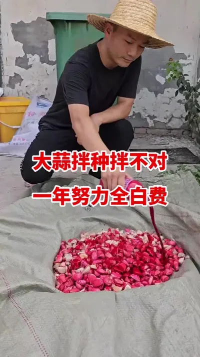 大蒜拌种不不对一年努力全白费#大蒜种植 #大蒜拌种 #大蒜种植技术 #大蒜高产