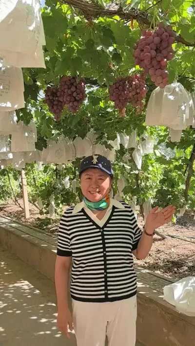 甘肃省张掖市临泽县银先葡萄专业合作社的葡萄树体保鲜技术#葡萄种植 #优质农产品 #原创视频 #抖音新农人 #我要上热们
