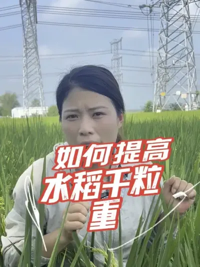打磷酸二氢钾，让水稻灌浆更饱满#分享农业知识帮农民增产增收 #老百姓关心的话题
