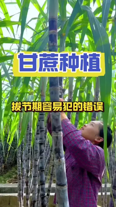 甘蔗拔节期不要犯的三个错误，否则会减产减收，严重的甚至会全年绝收#甘蔗种植 #种植小技巧 #增产增收小配方