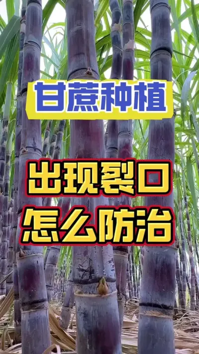 甘蔗裂口的管理方法#甘蔗种植 #甘蔗施肥方法 #种植小技巧