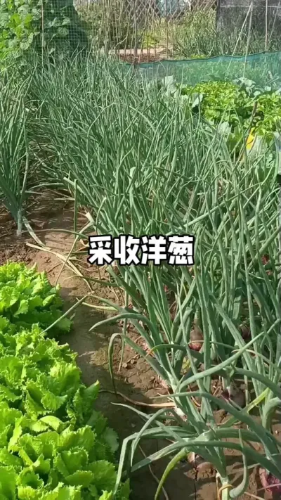 洋葱当前如何浇水追肥？洋葱现在就可以采收了！